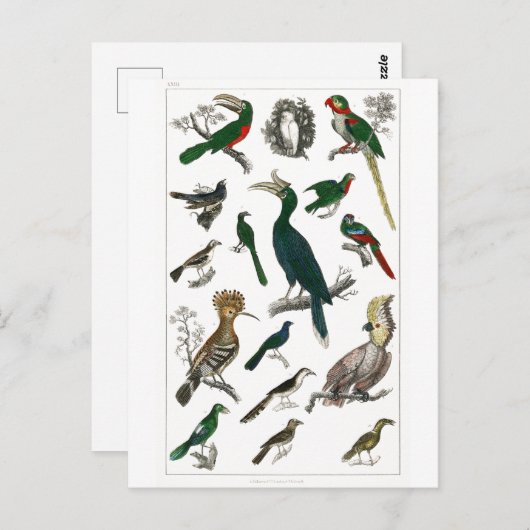 ヴィンテージ鳥の古いイラストレーション芸術動物 ポストカード (正面/裏面)