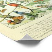 ヴィンテージ鳥の古本イラストレーションアート ポスター (角)