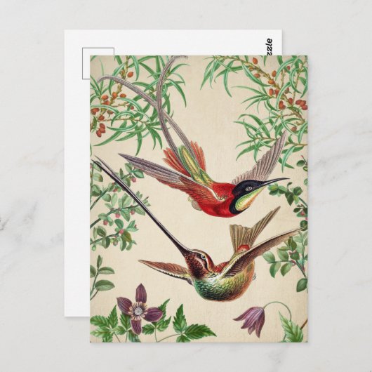 ヴィンテージ鳥イラストレーションはがき ポストカード (正面/裏面)