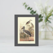 ヴィンテージ鳥イラストレーションボートの靴のハロン ポストカード (スタンド正面)