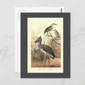 ヴィンテージ鳥イラストレーションボートの靴のハロン ポストカード (正面/裏面)