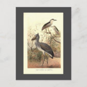 ヴィンテージ鳥イラストレーションボートの靴のハロン ポストカード (正面)