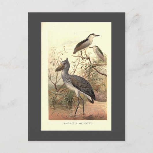 ヴィンテージ鳥イラストレーションボートの靴のハロン ポストカード (正面)