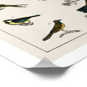 ヴィンテージ鳥イラストレーションポスター1820 ポスター (角)