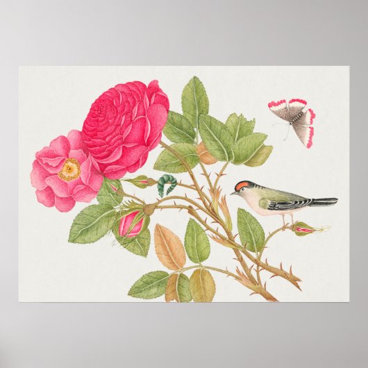 ヴィンテージ鳥イラストレーション ポスター (正面)