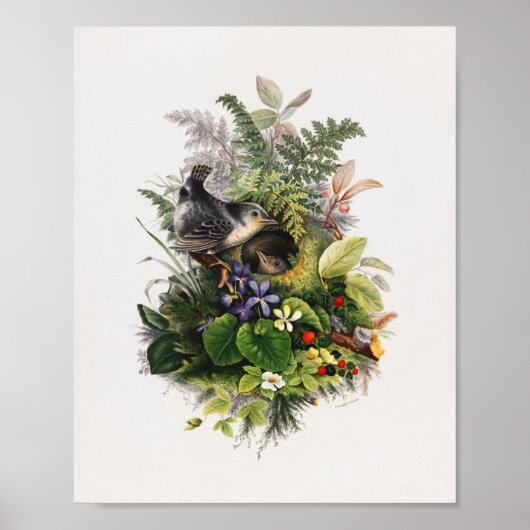 ヴィンテージ鳥イラストレーション ポスター (正面)