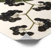 ヴィンテージ鳥イラストレーション ポスター (角)