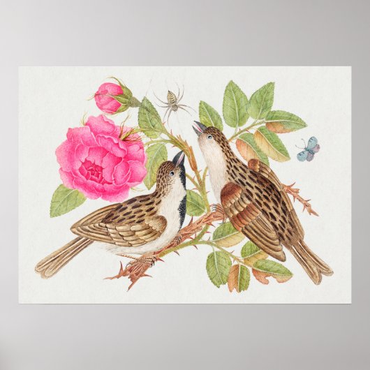 ヴィンテージ鳥イラストレーション ポスター (正面)