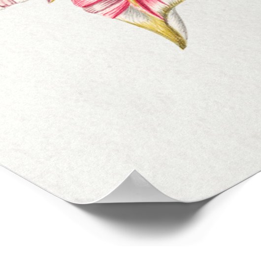 ヴィンテージ鳥イラストレーション ポスター (角)