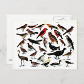 ヴィンテージ鳥イラストレーション ポストカード (正面/裏面)