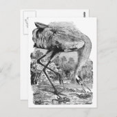 ヴィンテージ鳥イラストレーション |帯域幅 |ウーピングクレーン ポストカード (正面/裏面)