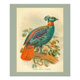 ヴィンテージ鳥カラフルキジイラストレーション フォトプリント           