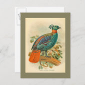 ヴィンテージ鳥カラフルキジイラストレーション ポストカード (正面/裏面)