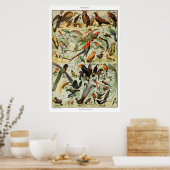 ヴィンテージ鳥プリントフランスのバードポスター ポスター (キッチン)