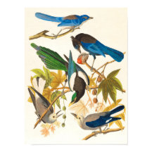 ヴィンテージ鳥プリント
