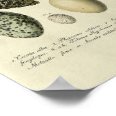 ヴィンテージ鳥プリント#38卵#2 ポスター (角)