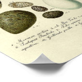 ヴィンテージ鳥プリント#39卵#3 ポスター (角)