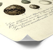 ヴィンテージ鳥プリント#40卵#4 ポスター (角)