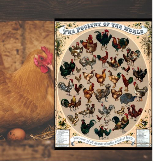 ヴィンテージ鳥鳥類の鳥類の鳥類図 カッティングボード