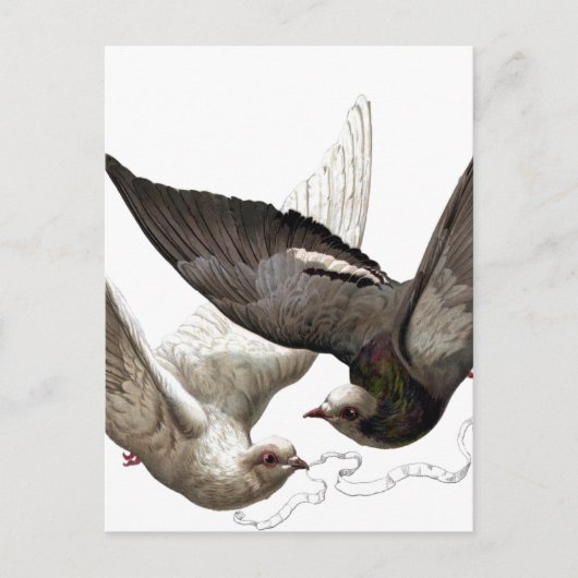 ヴィンテージ鳩 ポストカード (正面)