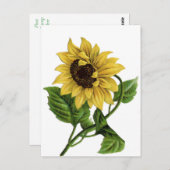 ヴィンテージ黄色ひまわり空白のフローラ葉書 ポストカード (正面/裏面)