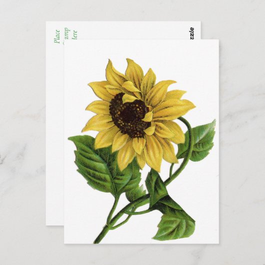 ヴィンテージ黄色ひまわり空白のフローラ葉書 ポストカード (正面/裏面)