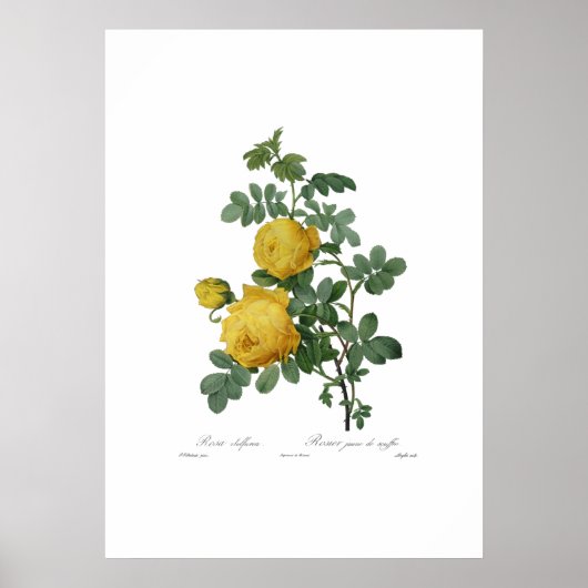ヴィンテージ黄色絵画バラプリント ポスター (正面)