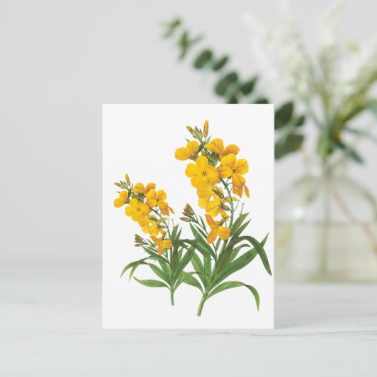 ヴィンテージ黄花植物性イラストレーション ポストカード (スタンド正面)