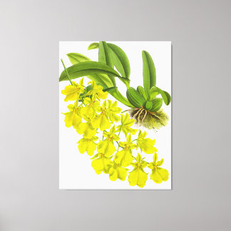 ヴィンテージ黄蘭の花 キャンバスプリント