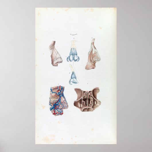 ヴィンテージ鼻と鼻構造 ポスター (正面)