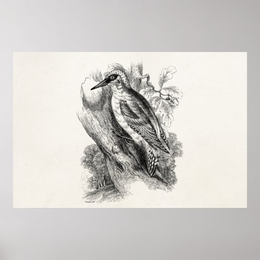 ヴィンテージ1800年代のウグイスの鳥 ポスター (正面)