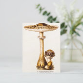 ヴィンテージ1800年代のキノコのアグリカマッシュルームテンプレート ポストカード (スタンド正面)