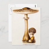 ヴィンテージ1800年代のキノコのアグリカマッシュルームテンプレート ポストカード (正面/裏面)