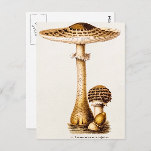 ヴィンテージ1800年代のキノコのアグリカマッシュルームテンプレート ポストカード (正面/裏面)
