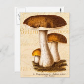 ヴィンテージ1800年代のマッシュルームスカバー茶色のキノコ ポストカード (正面/裏面)