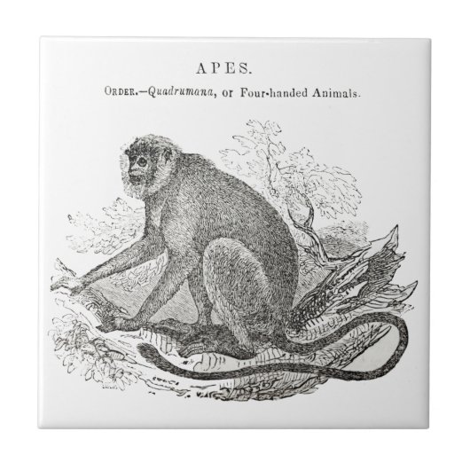 ヴィンテージ1800年代のモンキーアート タイル (正面)