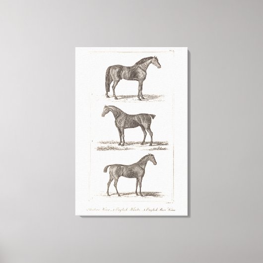 ヴィンテージ1800年代の老馬の品種アラビアンハンターレース キャンバスプリント (正面)