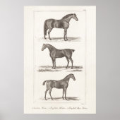ヴィンテージ1800年代の老馬の品種アラビアンハンターレース ポスター (正面)