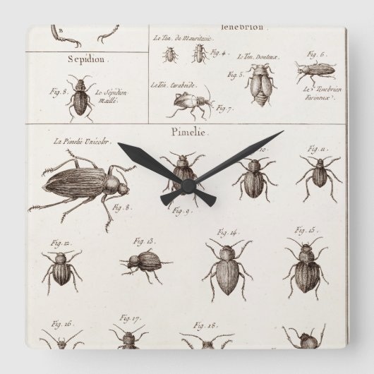 ヴィンテージ1800年代の虫カブトムシイラストレーション スクエア壁時計 (正面)