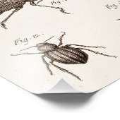 ヴィンテージ1800年代の虫カブトムシイラストレーション フォトプリント            (角)
