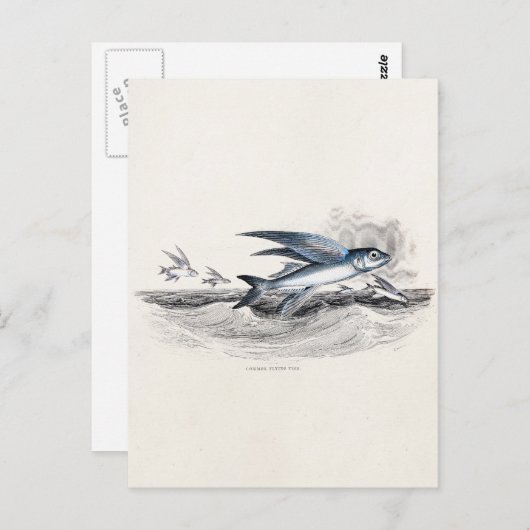 ヴィンテージ1800年代の青飛んでいるい魚の海波 ポストカード (正面/裏面)