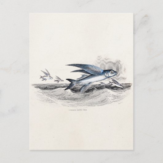 ヴィンテージ1800年代の青飛んでいるい魚の海波 ポストカード (正面)