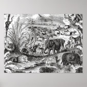 ヴィンテージ1800年代アフリカ動物イラストレーション動物 ポスター (正面)