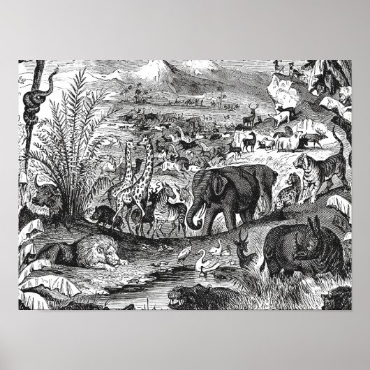 ヴィンテージ1800年代アフリカ動物イラストレーション動物 ポスター (正面)