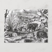 ヴィンテージ1800年代アフリカ動物イラストレーション動物 ポストカード (正面)