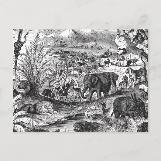 ヴィンテージ1800年代アフリカ動物イラストレーション動物 ポストカード (正面)