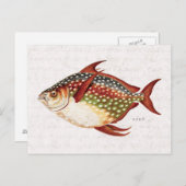 ヴィンテージ1800年代オッパ熱帯魚スポーツのスケッチ ポストカード (正面/裏面)