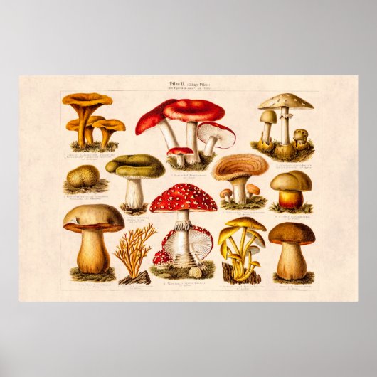 ヴィンテージ1800年代キノコ品種レッドキノコ ポスター (正面)