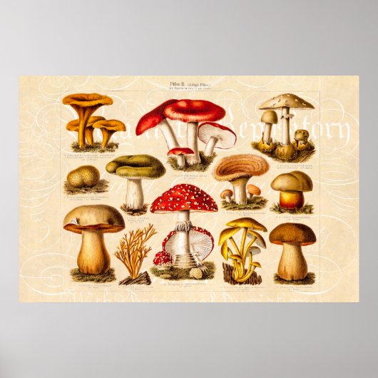 ヴィンテージ1800年代キノコ品種レッドキノコ ポスター (正面)