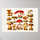 ヴィンテージ1800年代キノコ品種レッドキノコ ポスター (正面)